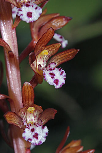 Corallorhiza odontorhiza